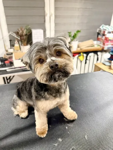 Trufla Salon groomerski